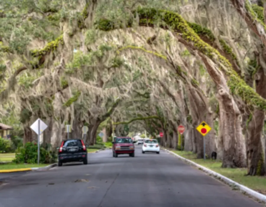 A live-oak-canopied residential street in Florida