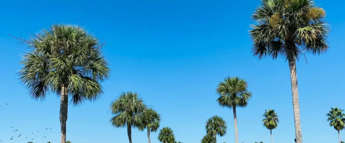Palm-tree-lined walking path beside a lake in a gated Florida community